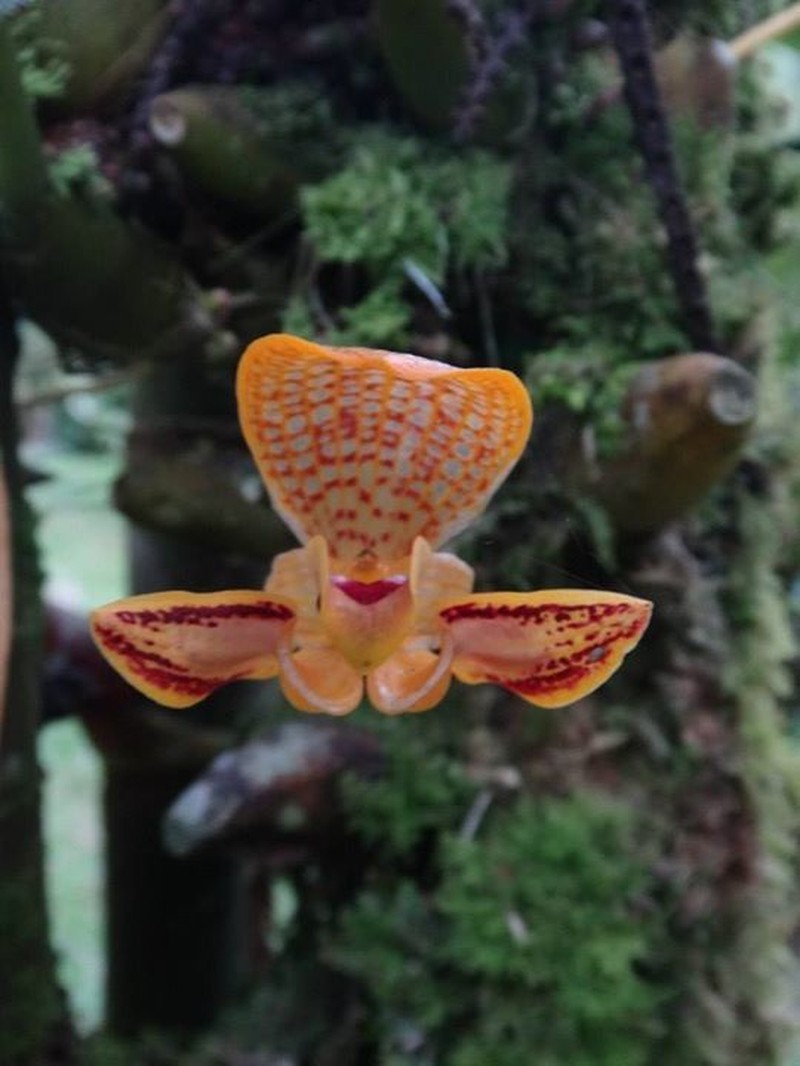 Bulbophyllum dearei photo 7