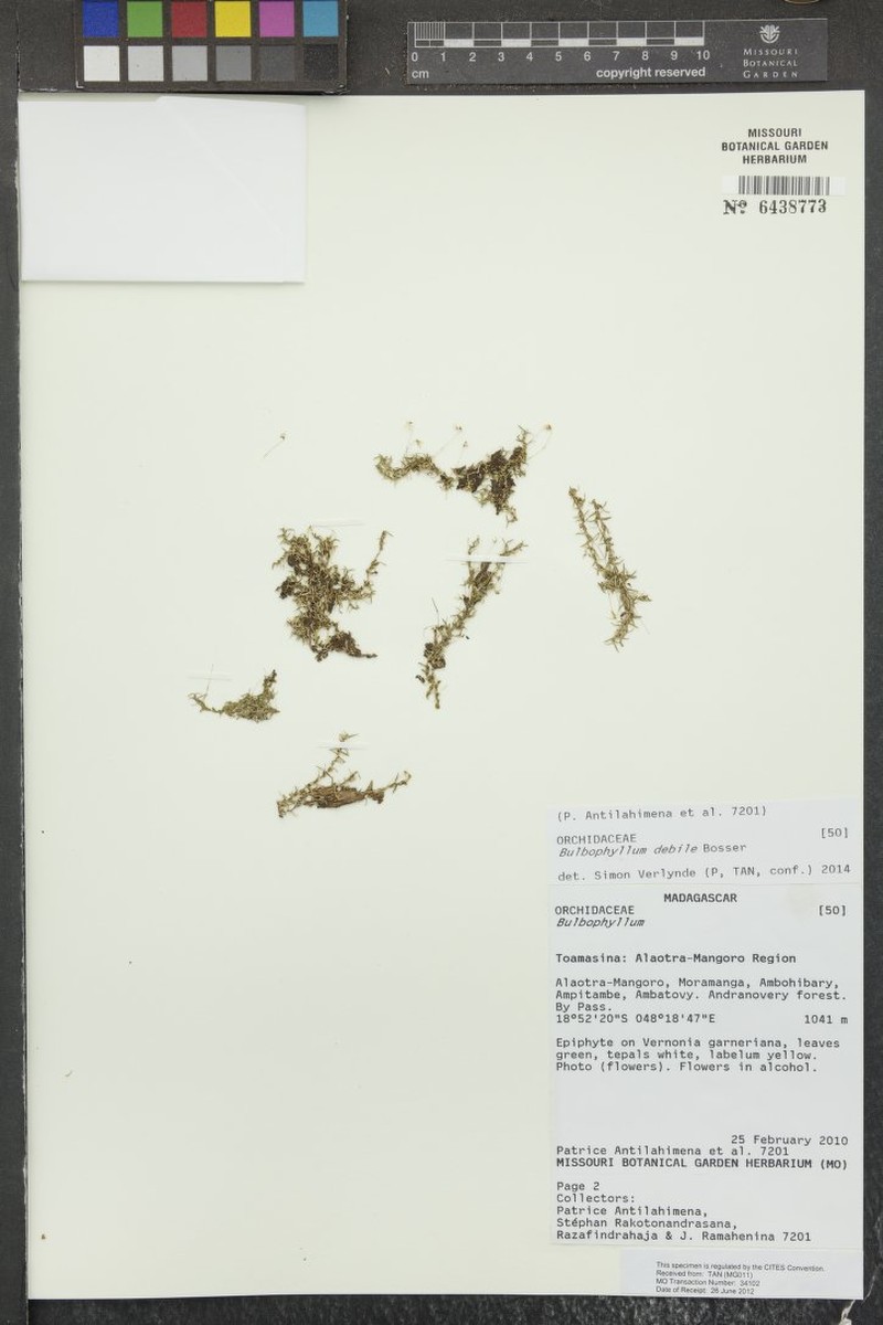 Bulbophyllum debile