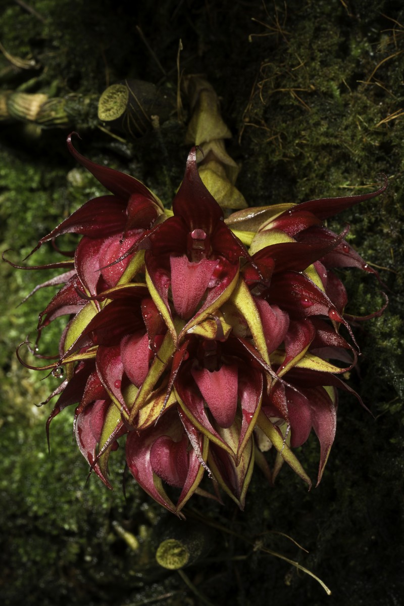 Bulbophyllum decurviscapum
