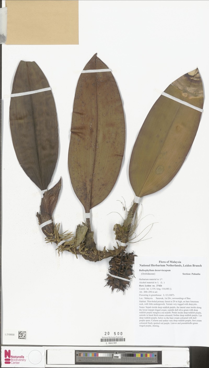 Bulbophyllum decurviscapum photo 3