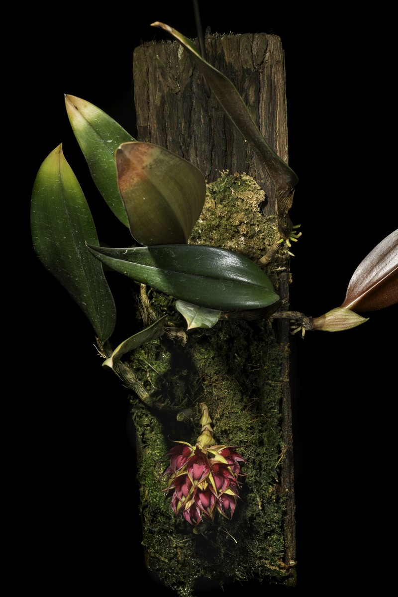 Bulbophyllum decurviscapum photo 4