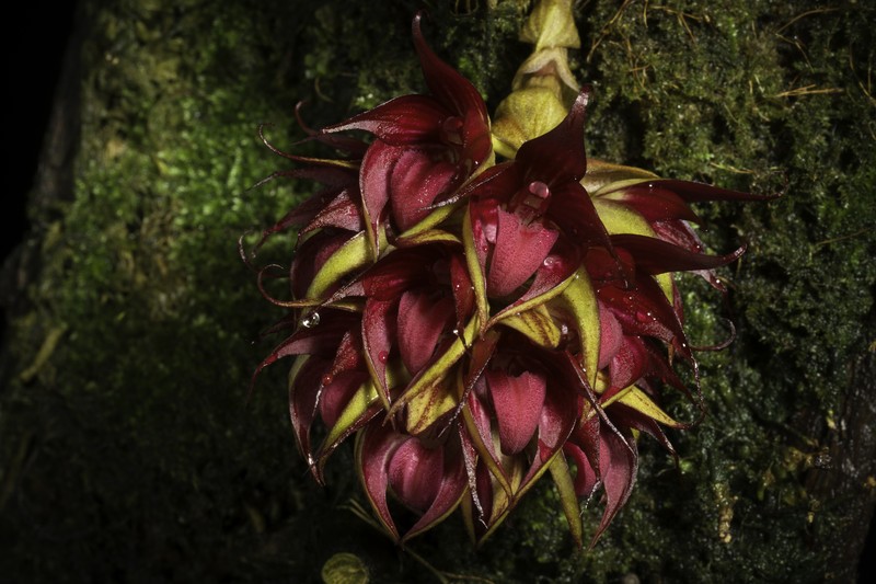 Bulbophyllum decurviscapum photo 5