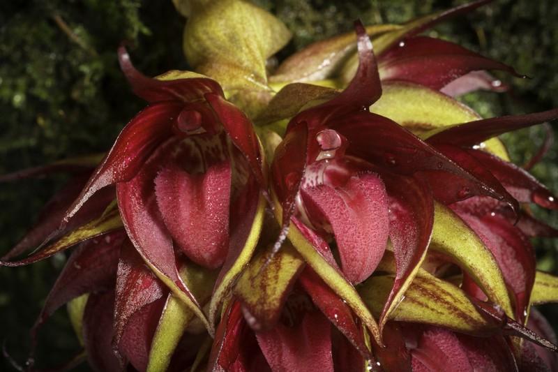 Bulbophyllum decurviscapum photo 6