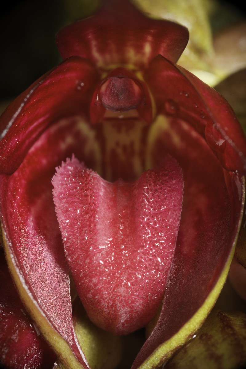 Bulbophyllum decurviscapum photo 7