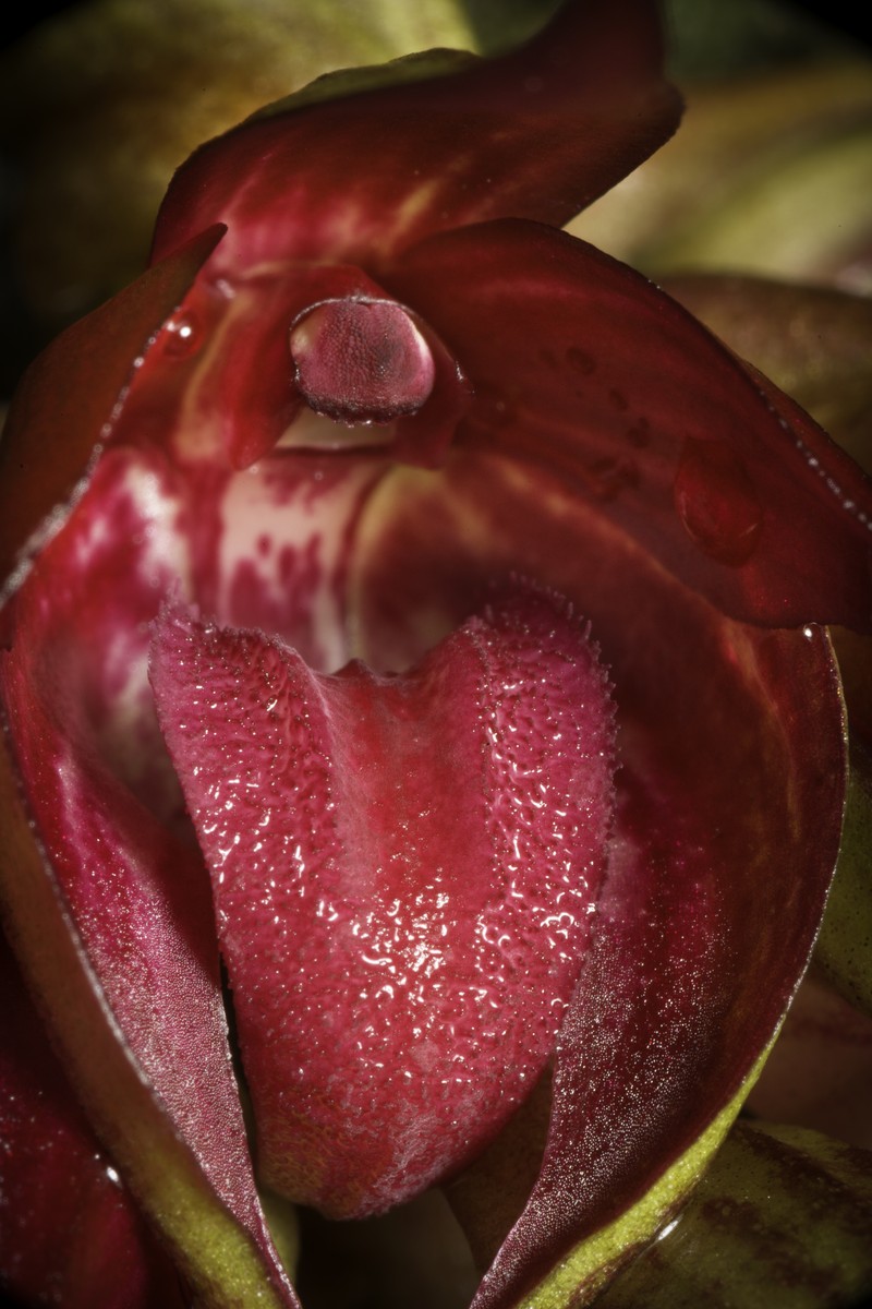 Bulbophyllum decurviscapum photo 8