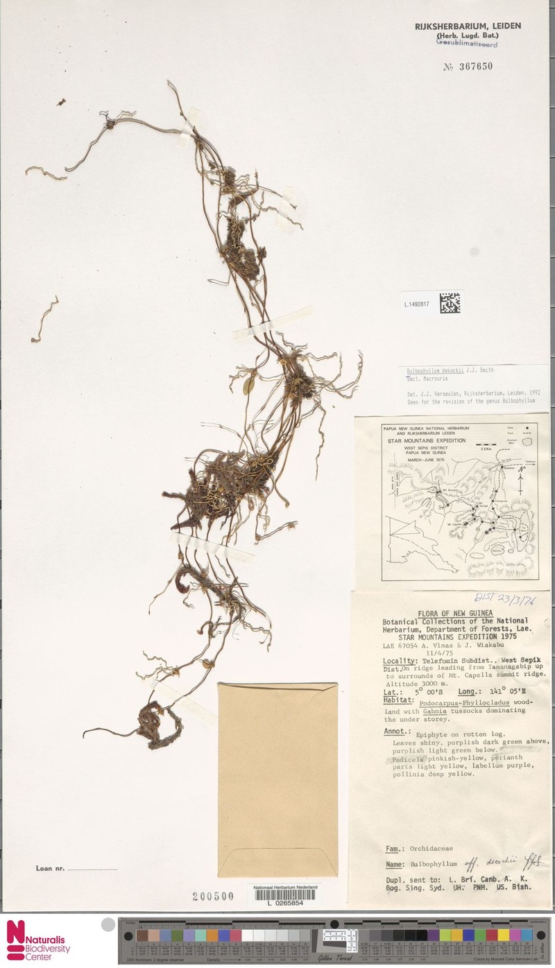 Bulbophyllum dekockii