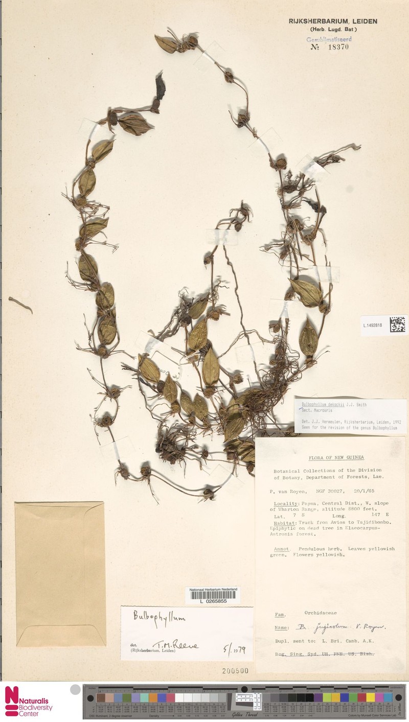 Bulbophyllum dekockii photo 2