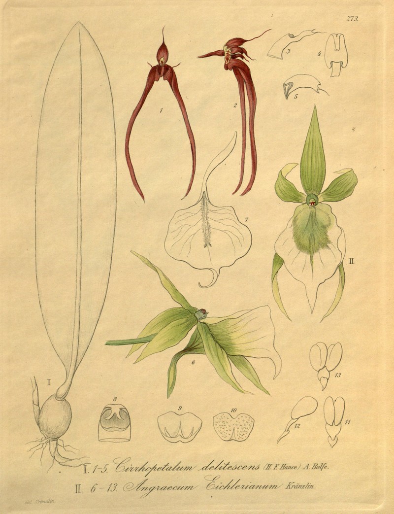 Bulbophyllum delitescens