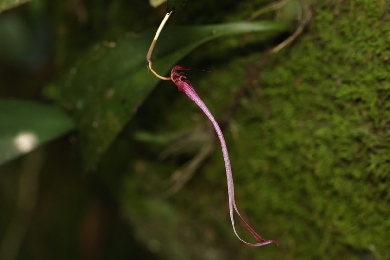 Bulbophyllum delitescens photo 2