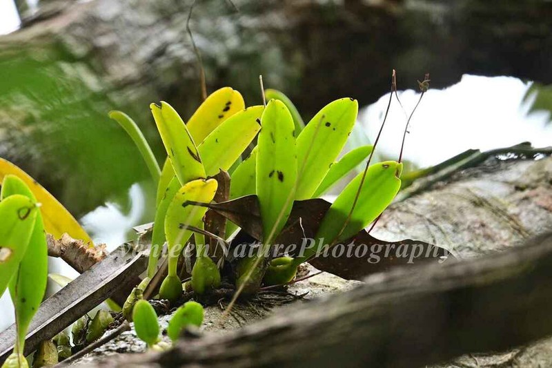 Bulbophyllum delitescens photo 3