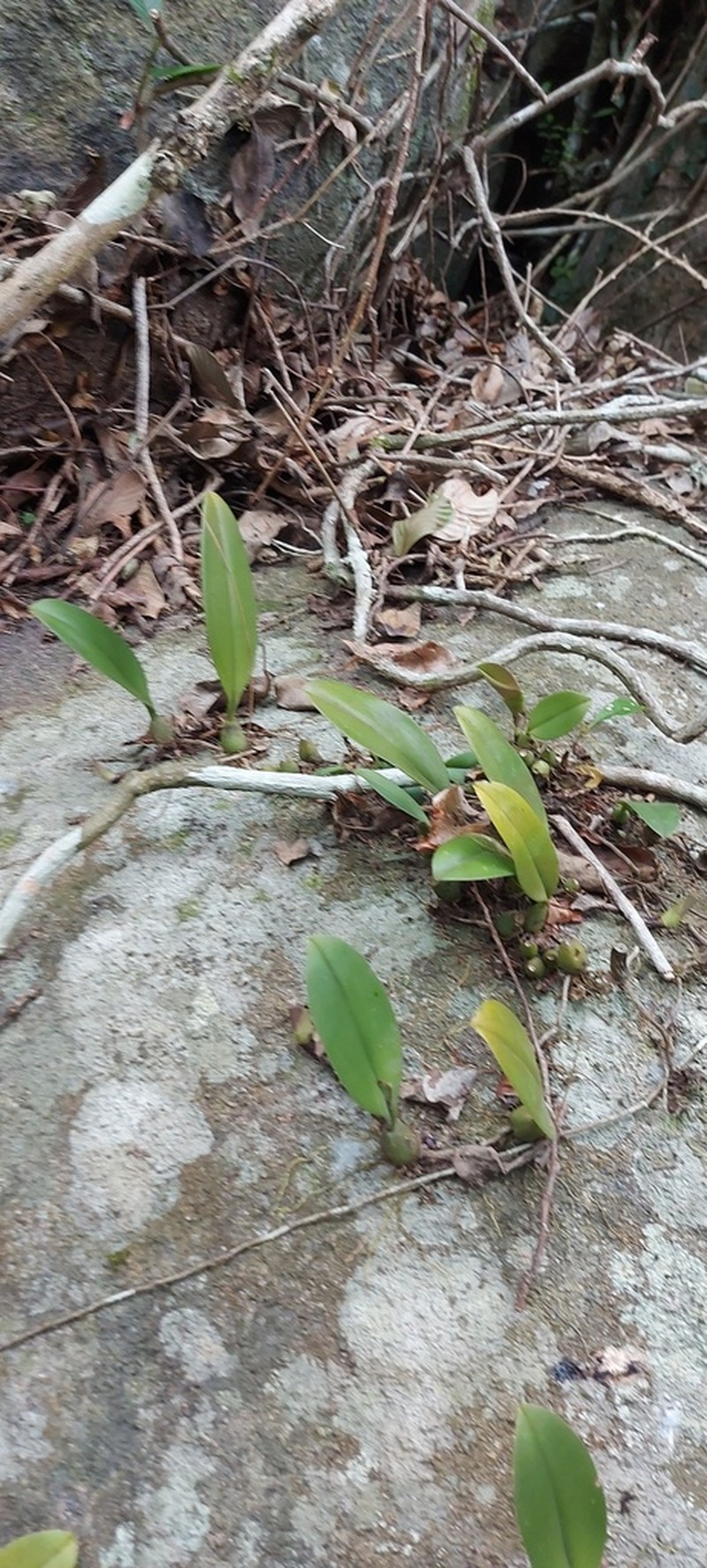 Bulbophyllum delitescens photo 4