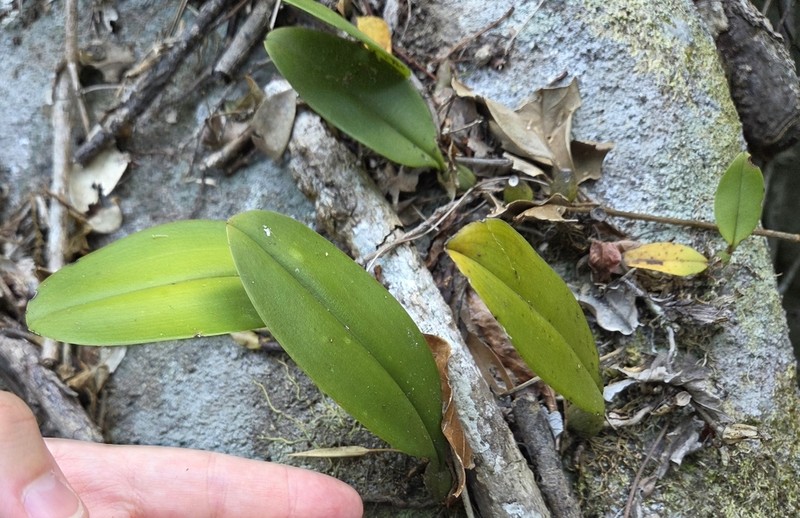 Bulbophyllum delitescens photo 5
