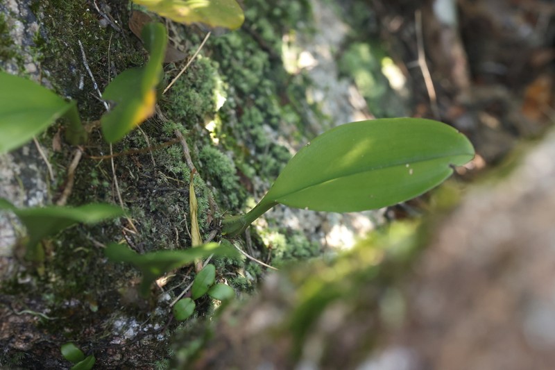 Bulbophyllum delitescens photo 6