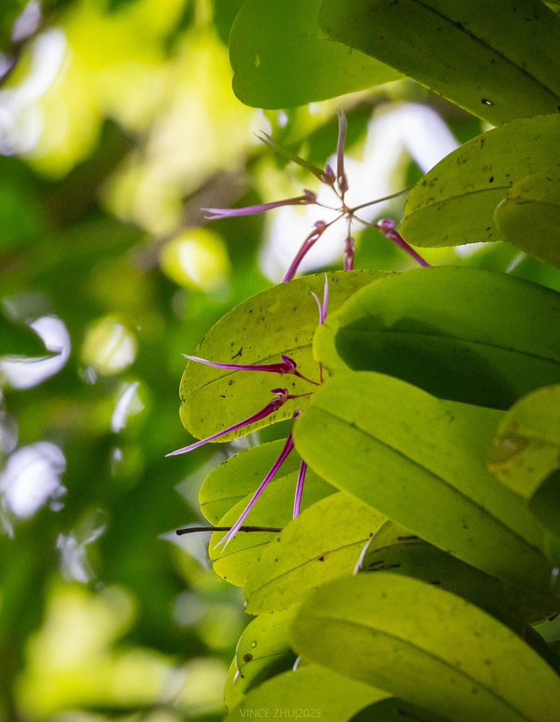 Bulbophyllum delitescens photo 7