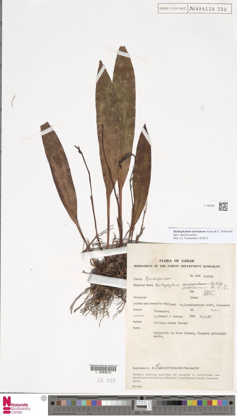 Bulbophyllum deltoideum