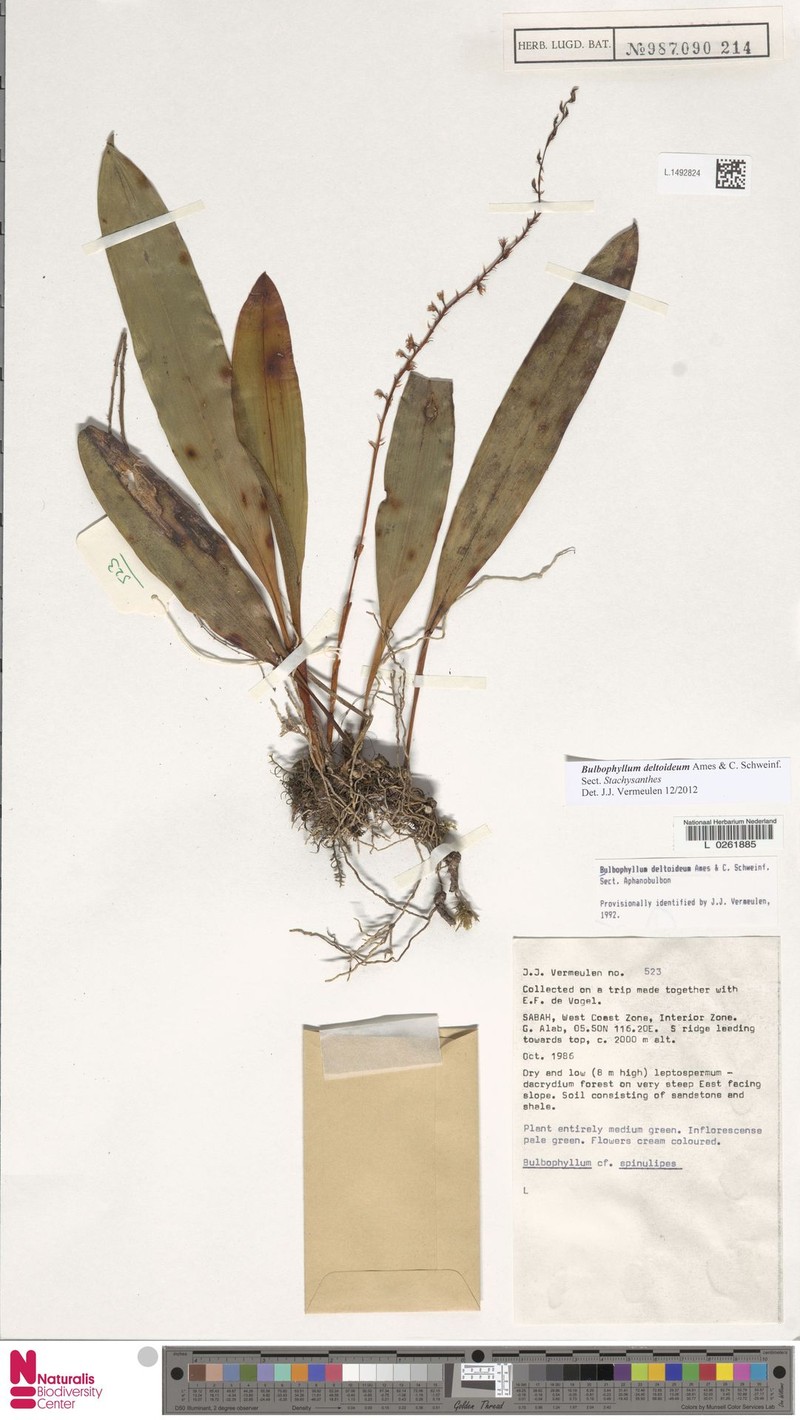 Bulbophyllum deltoideum photo 2