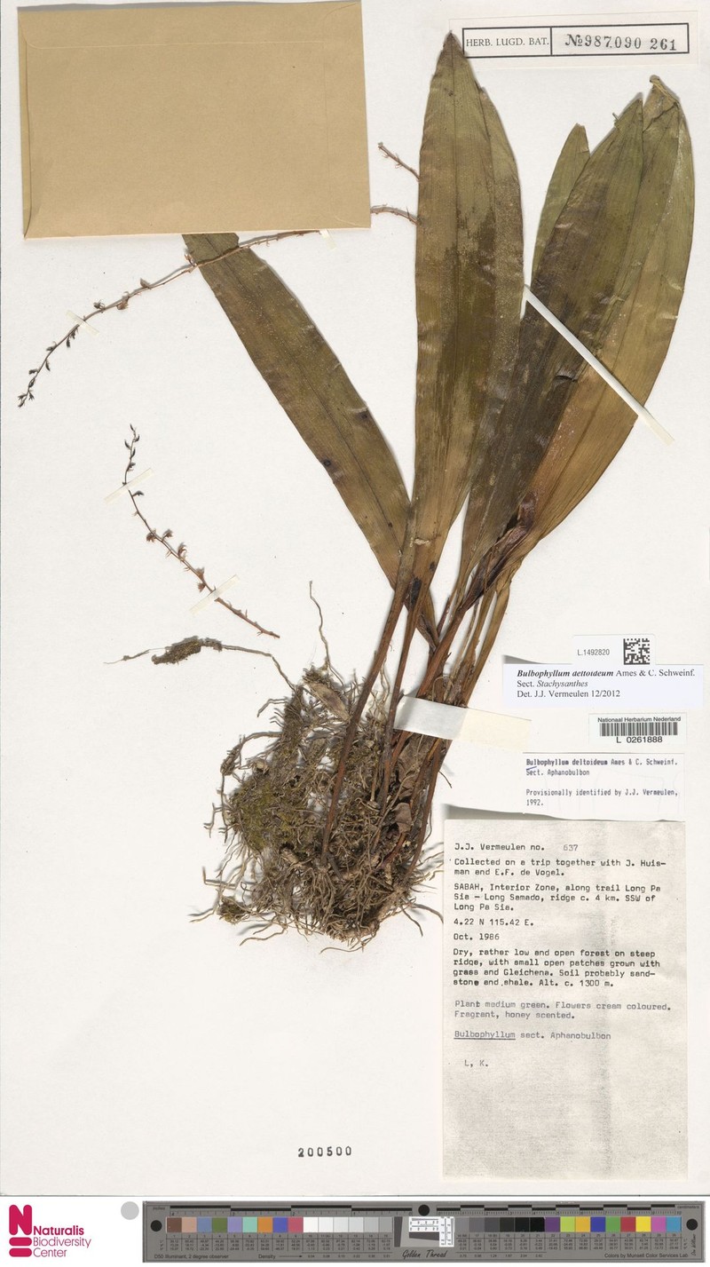Bulbophyllum deltoideum photo 3