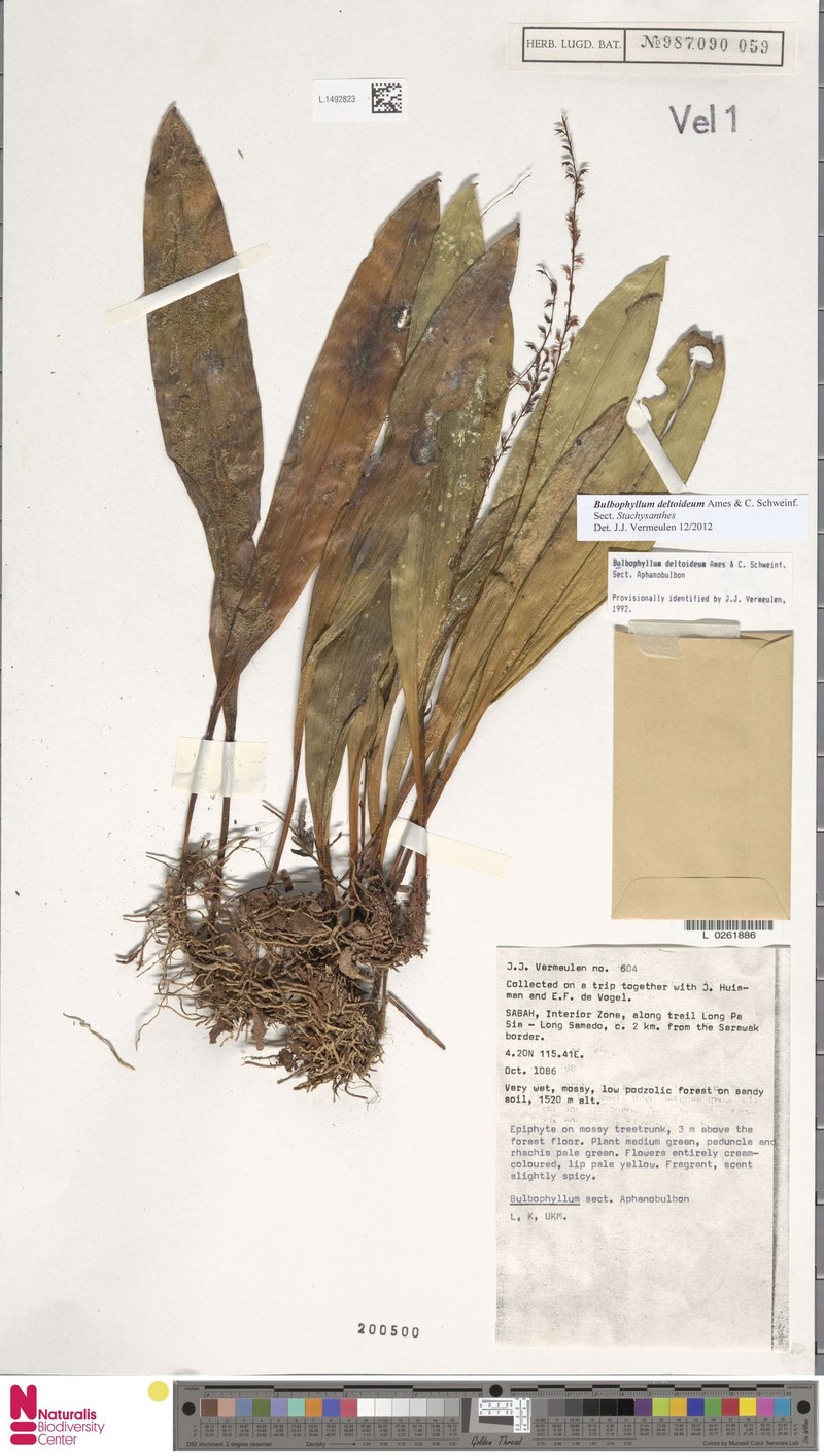 Bulbophyllum deltoideum photo 4