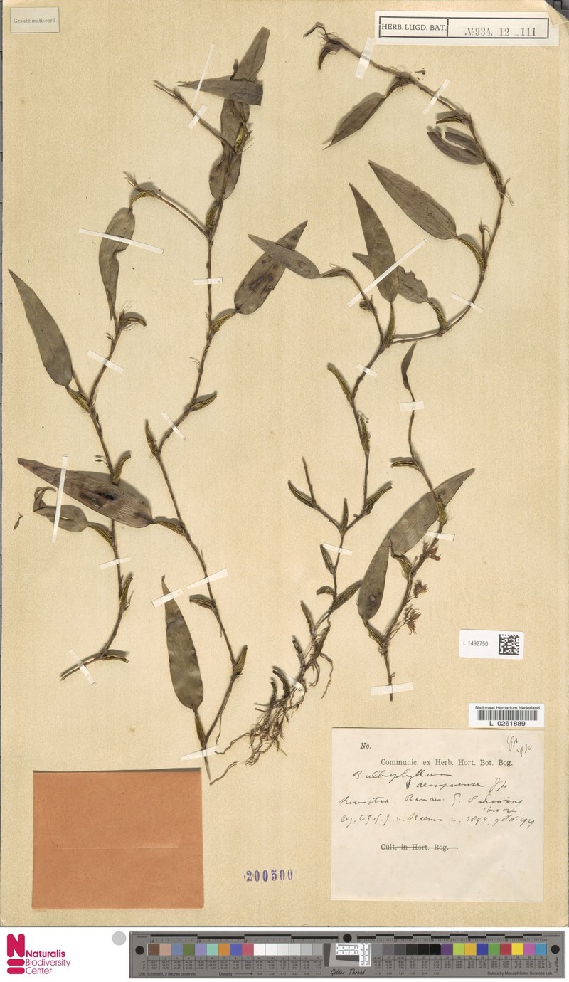 Bulbophyllum dempoense