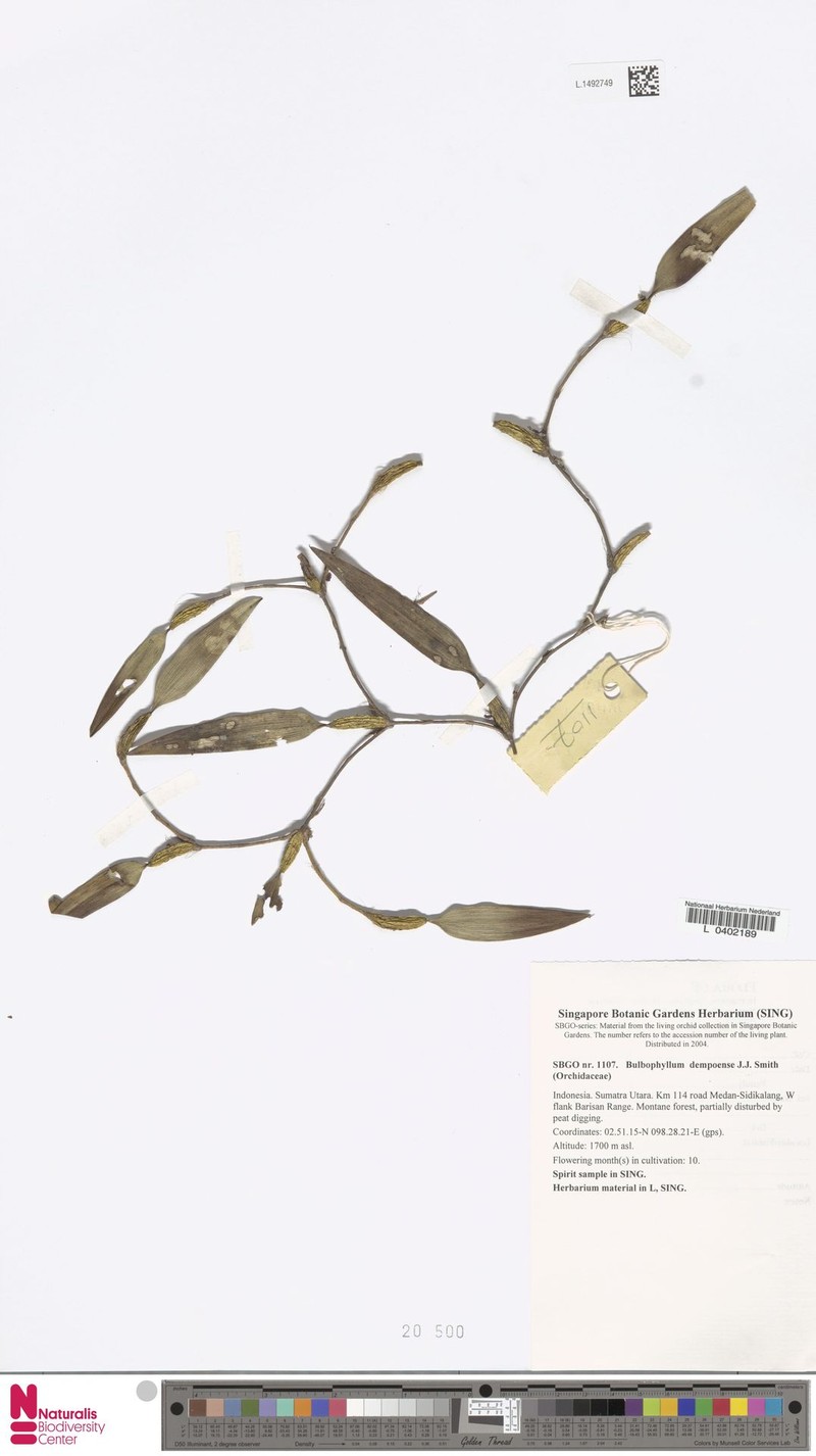 Bulbophyllum dempoense photo 2