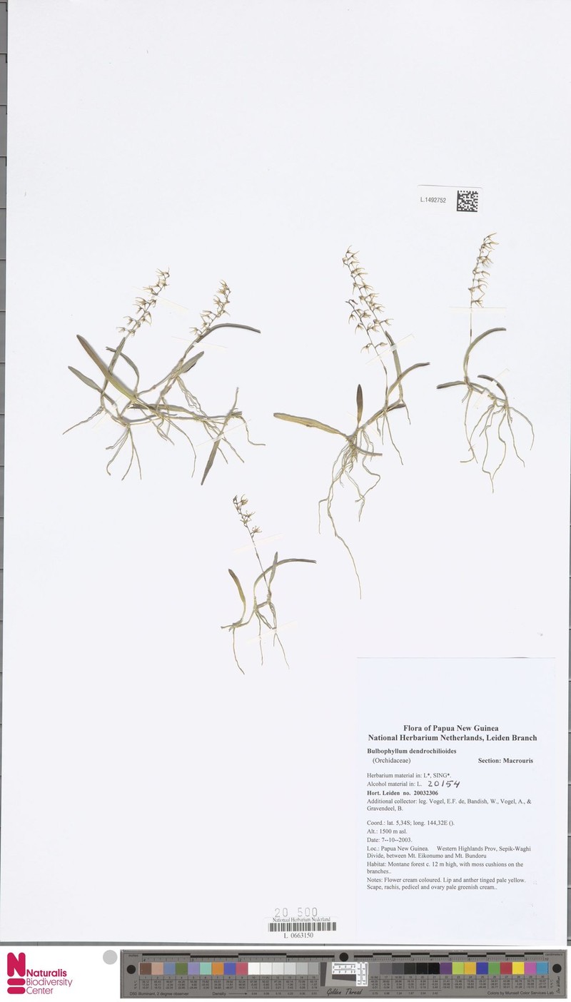 Bulbophyllum dendrochiloides