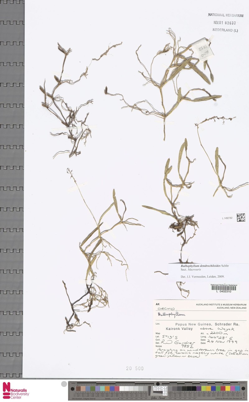 Bulbophyllum dendrochiloides photo 2