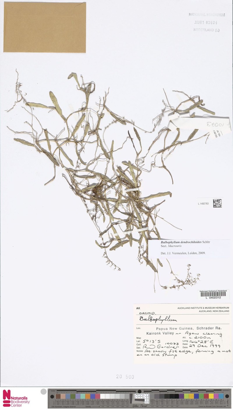 Bulbophyllum dendrochiloides photo 3