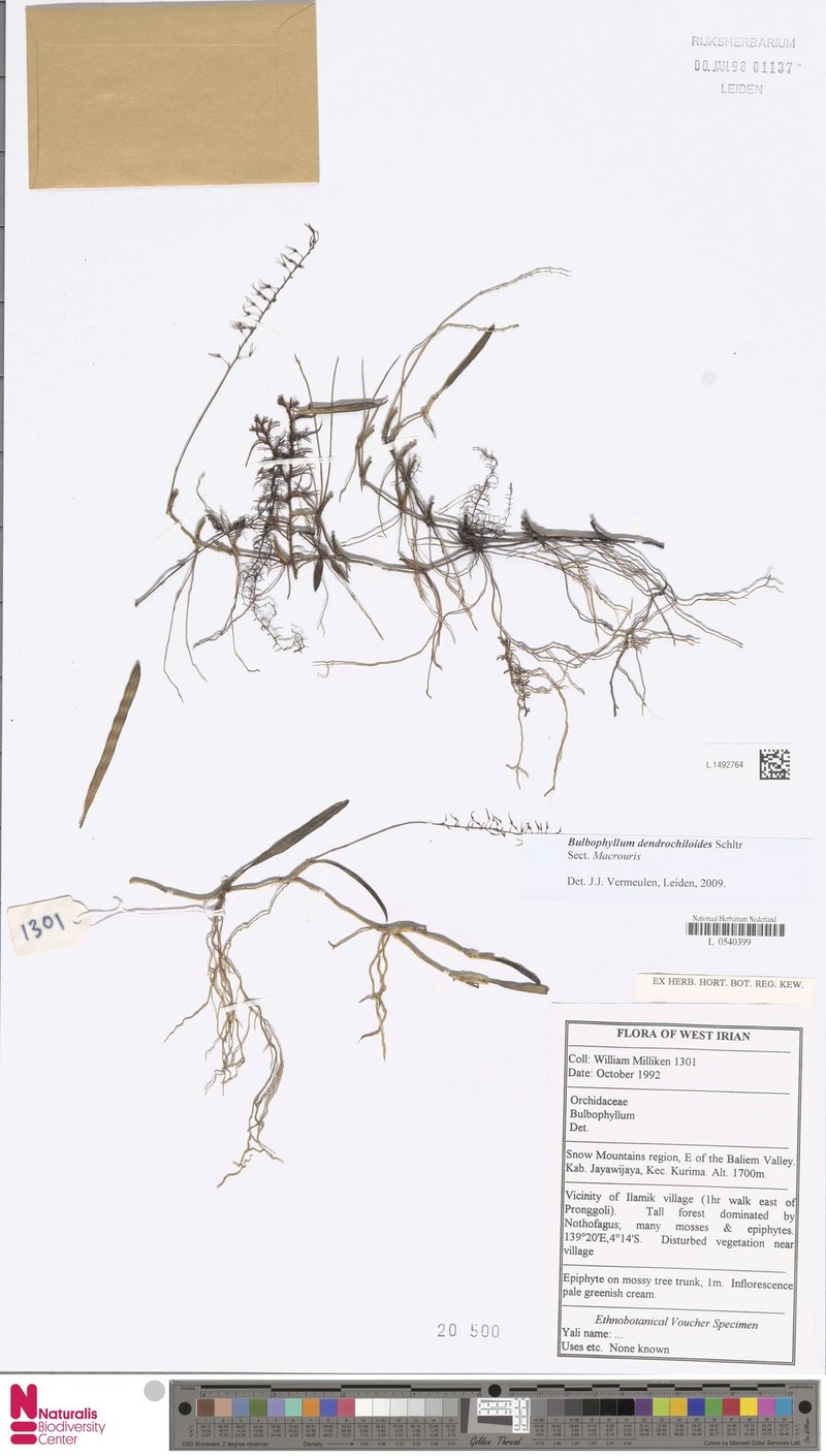 Bulbophyllum dendrochiloides photo 4