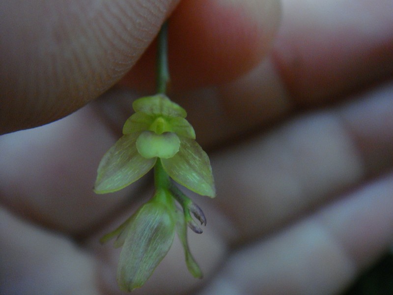 Bulbophyllum densum