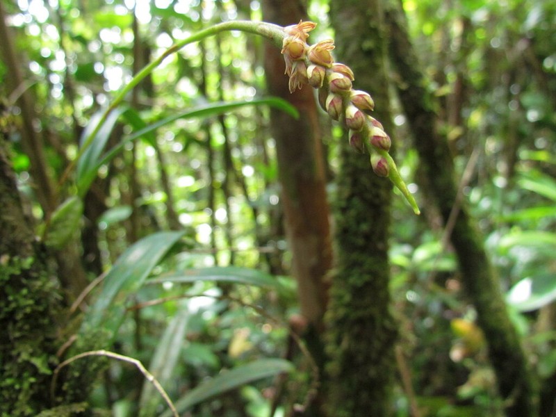 Bulbophyllum densum photo 2