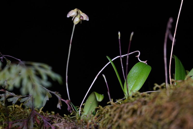 Bulbophyllum densum photo 3