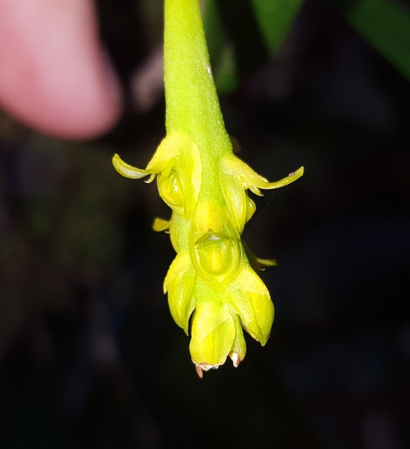 Bulbophyllum densum photo 4