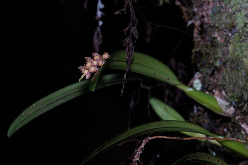 Bulbophyllum densum photo 5