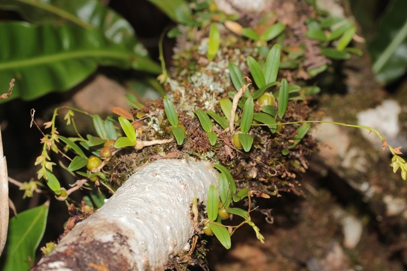 Bulbophyllum densum photo 6