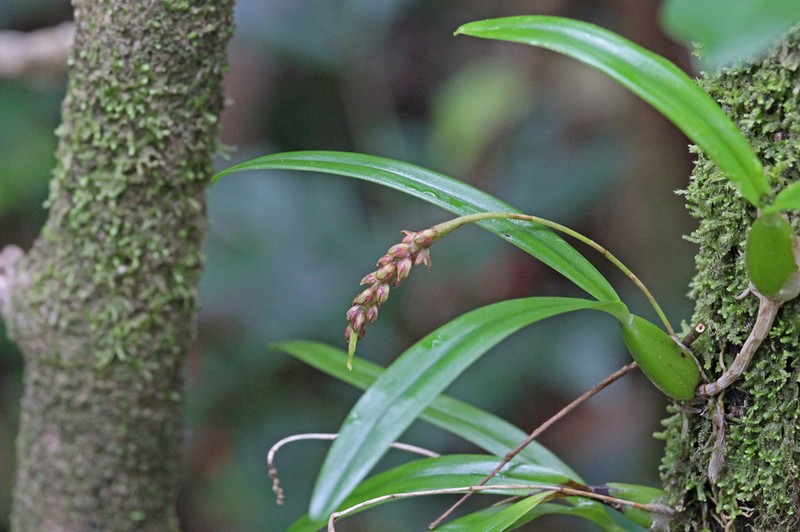Bulbophyllum densum photo 7