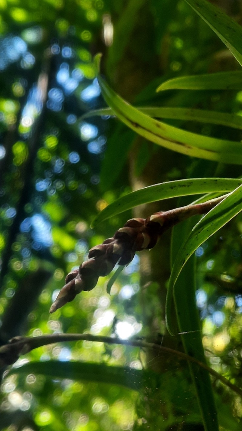 Bulbophyllum densum photo 8