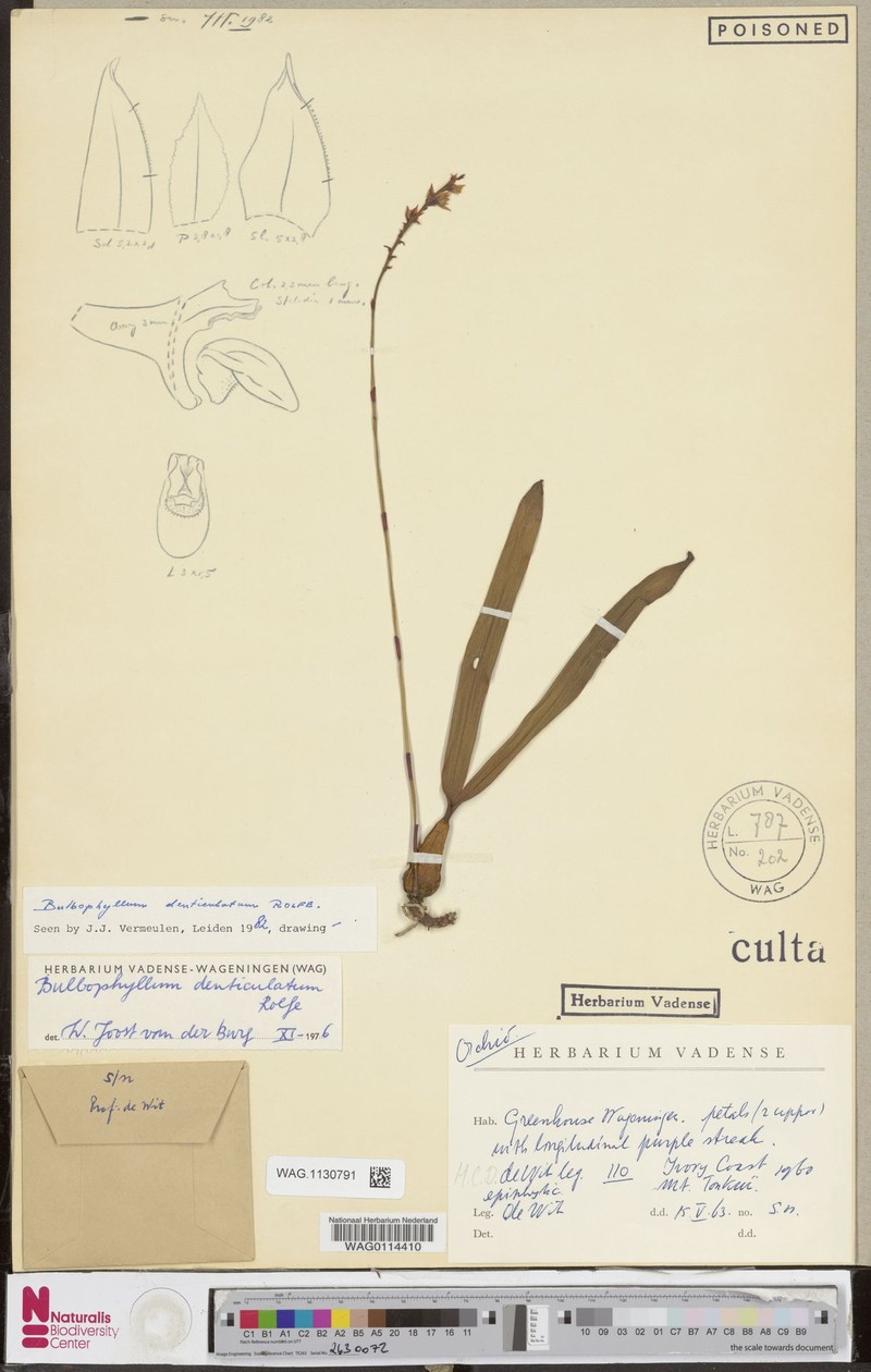 Bulbophyllum denticulatum