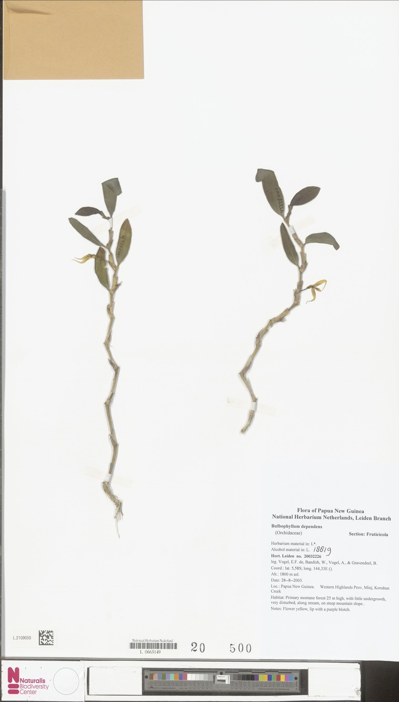 Bulbophyllum dependens