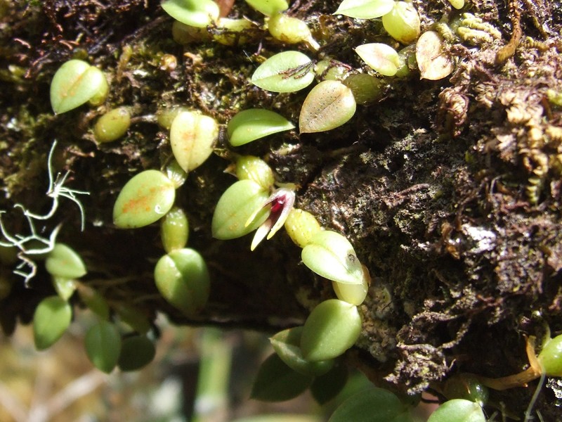 Bulbophyllum depressum