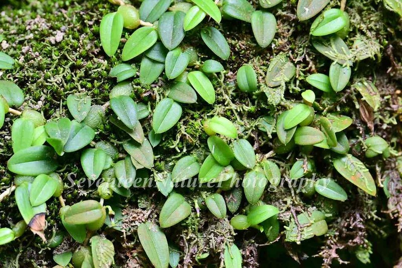 Bulbophyllum depressum photo 2