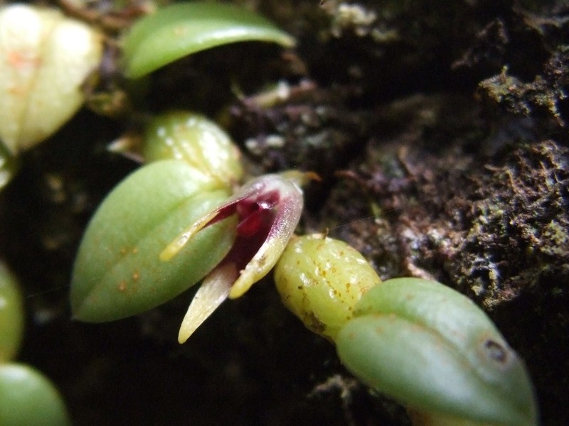Bulbophyllum depressum photo 3