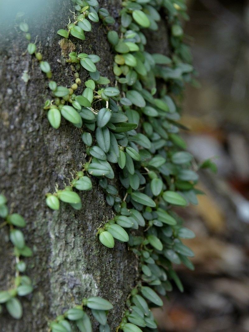 Bulbophyllum depressum photo 4