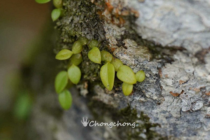 Bulbophyllum depressum photo 5