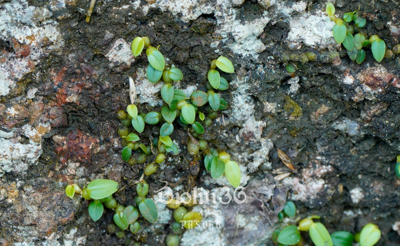 Bulbophyllum depressum photo 6