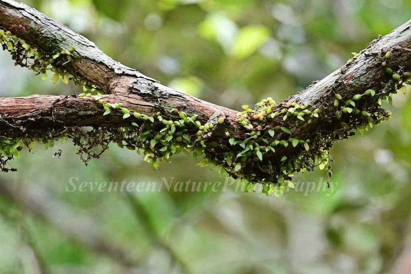 Bulbophyllum depressum photo 7