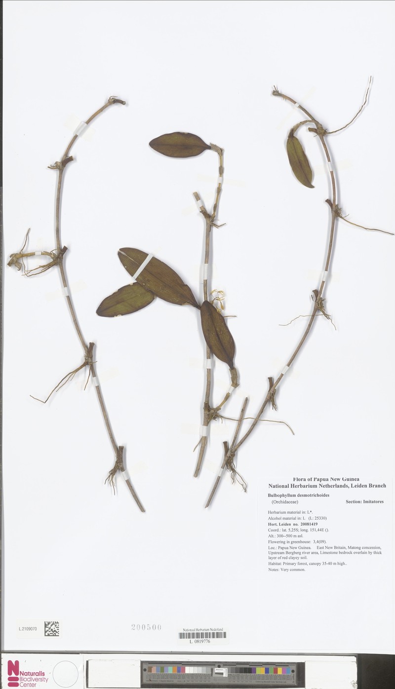 Bulbophyllum desmotrichoides