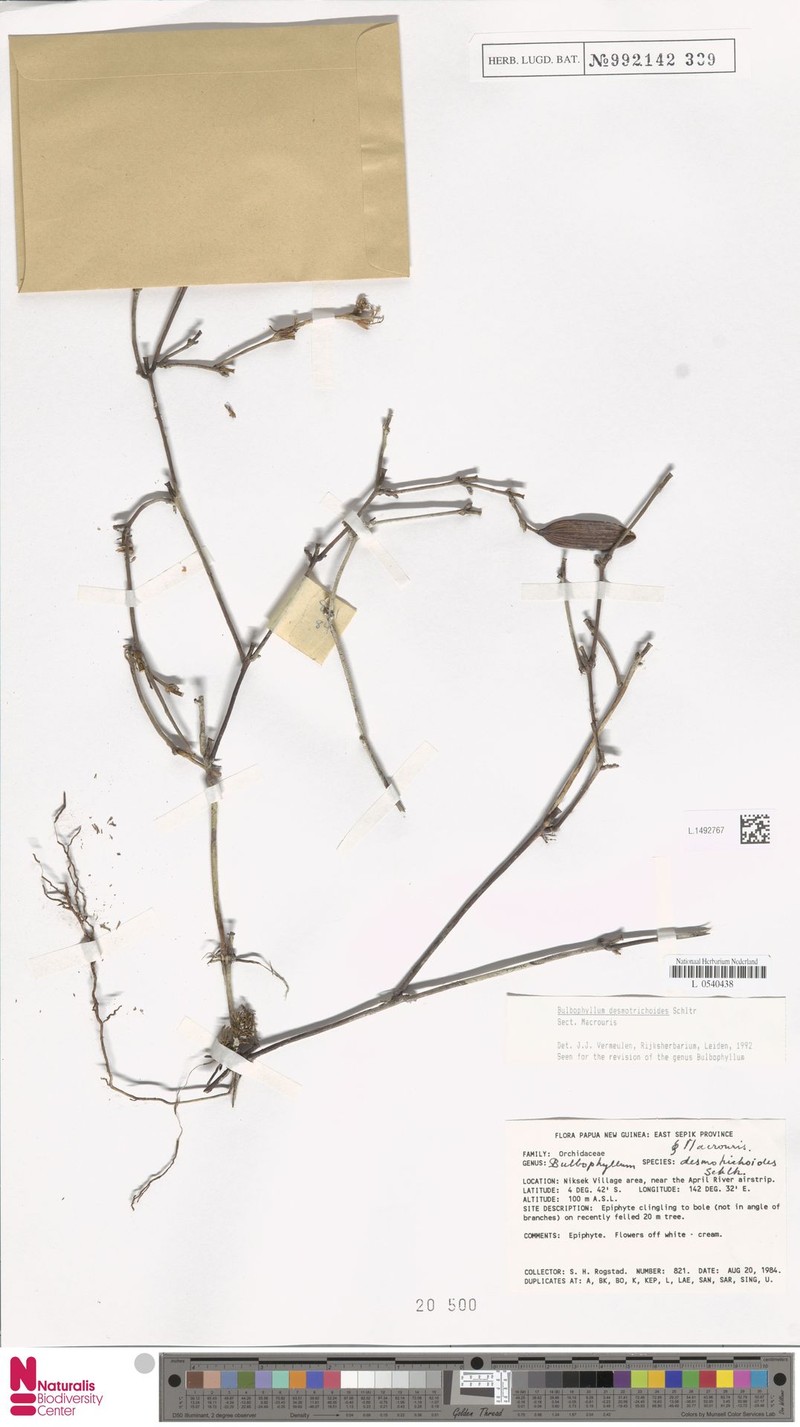 Bulbophyllum desmotrichoides photo 2