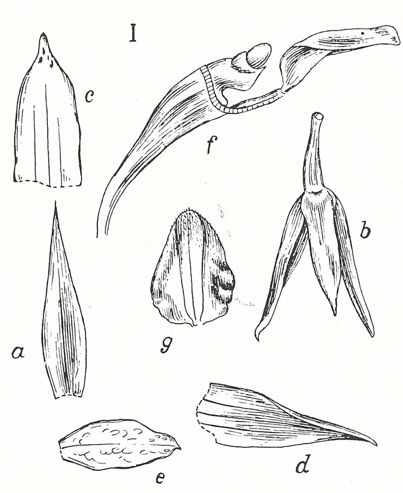 Bulbophyllum devium