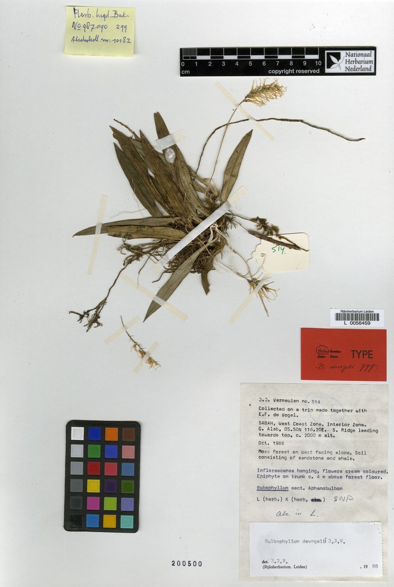 Bulbophyllum devogelii