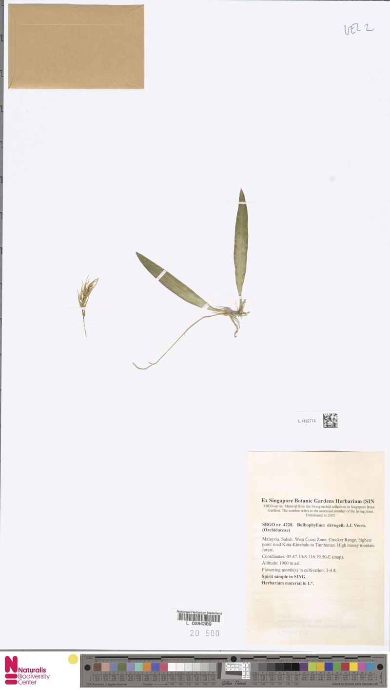 Bulbophyllum devogelii photo 3